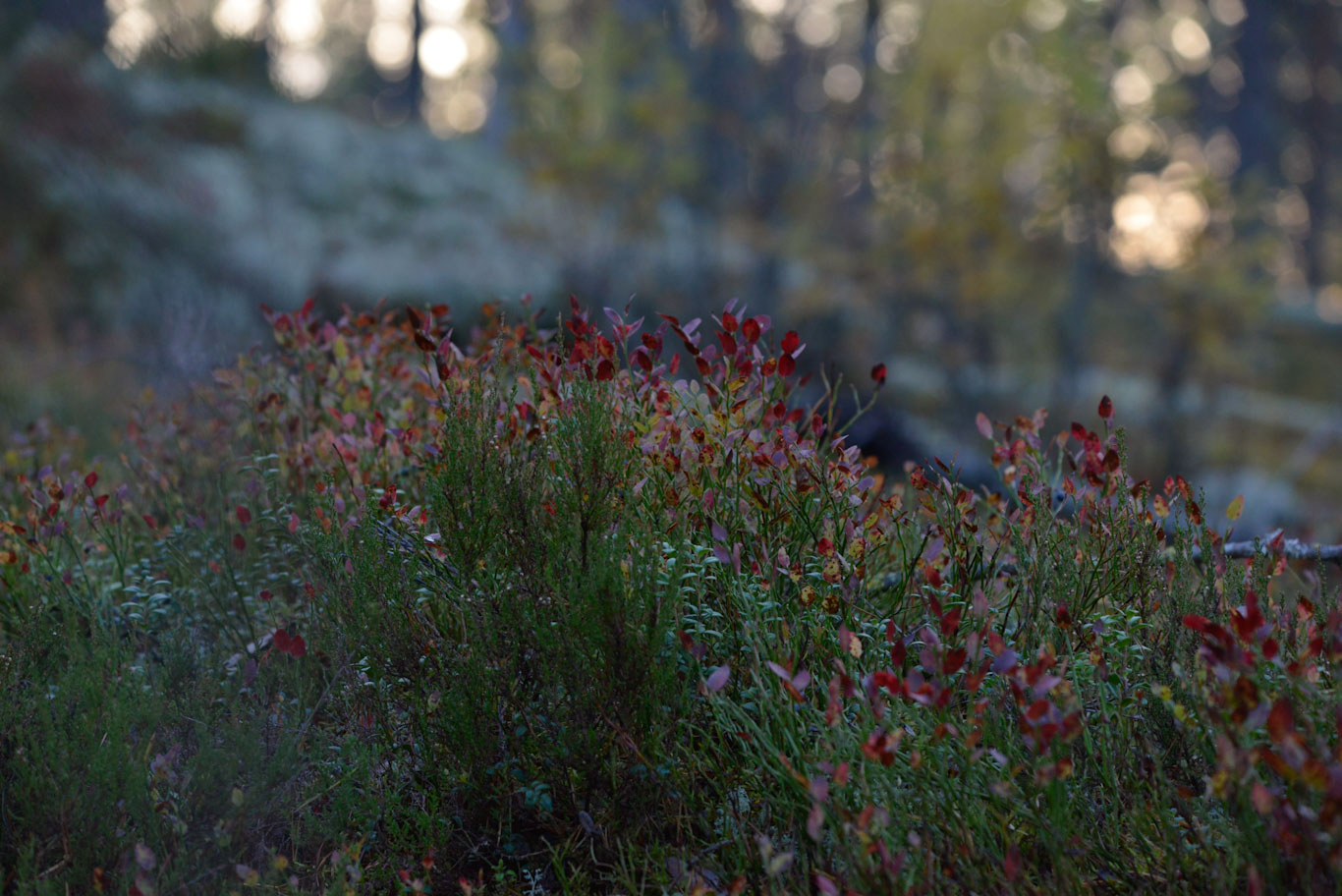 Mustikanvarvut. Kuva: Terttu Hermansson